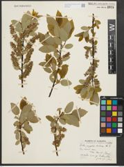 Foto von Salix pyrifolia Andersson